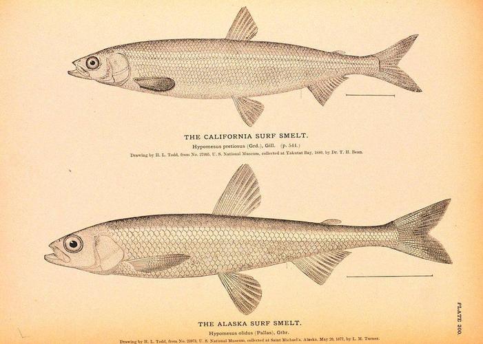 池沼公魚生態影響_池沼公魚_池沼公魚移植引種