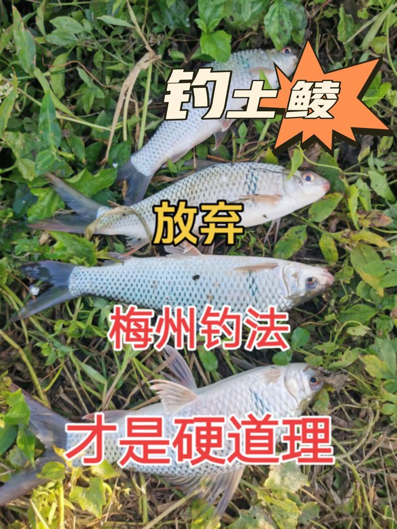 鯪魚習性及垂釣技巧_南方鯪魚釣法_鯪魚的生活習性以及垂釣技巧介紹