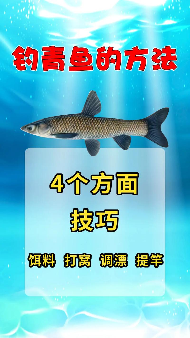 釣青魚技巧_黑坑釣青魚如何調漂_青魚釣位選擇