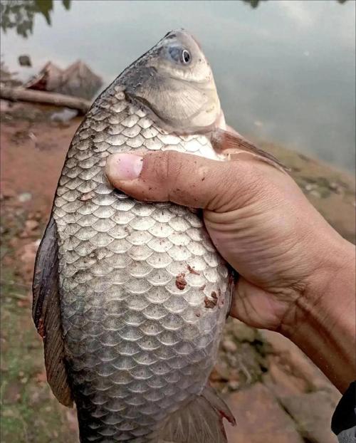 黑坑十大禁用餌料_黑坑禁用餌料_黑坑老板調塘水