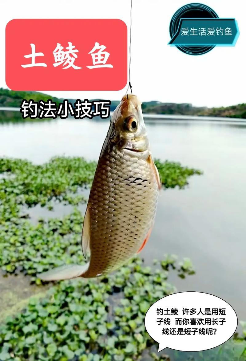 鯪魚攝食習性_鯪魚釣法精解【穩、準、全】_野釣鯪魚最佳時間