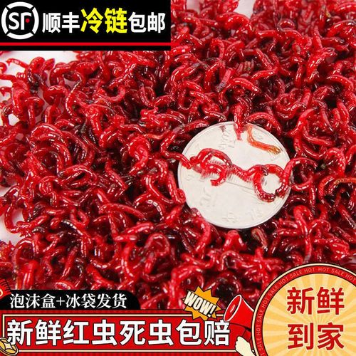 春季釣鯽魚蚯蚓紅蟲餌料制作方法_釣鯽魚打窩誘魚酒米配方_用什么餌料野釣大鯽魚