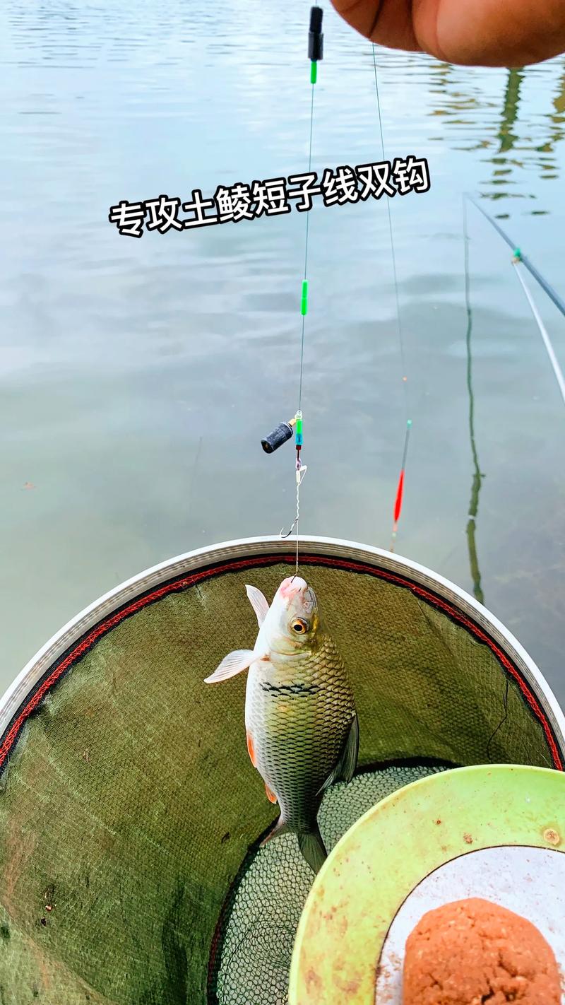 鯪魚釣法精解【穩、準、全】_水庫釣鯪魚最佳時間_夏季釣鯪魚技巧