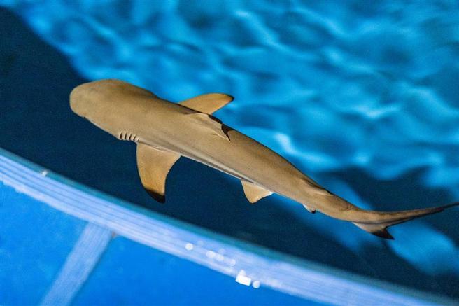 黑鰭鯊幼鯊養護_黑鰭鯊人工繁育_黑鰭鯊是什么鯊魚