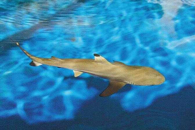 黑鰭鯊是什么鯊魚_黑鰭鯊人工繁育_黑鰭鯊幼鯊養護