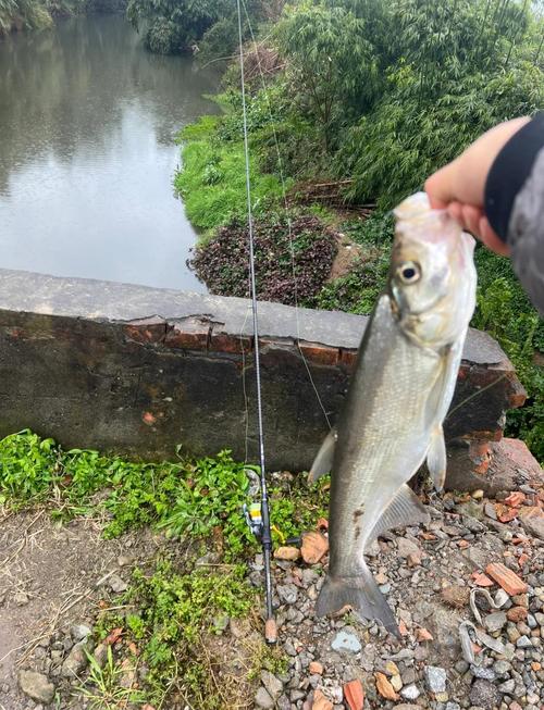 初春釣魚技巧_釣翹嘴技巧_低密度水域釣翹嘴攻略
