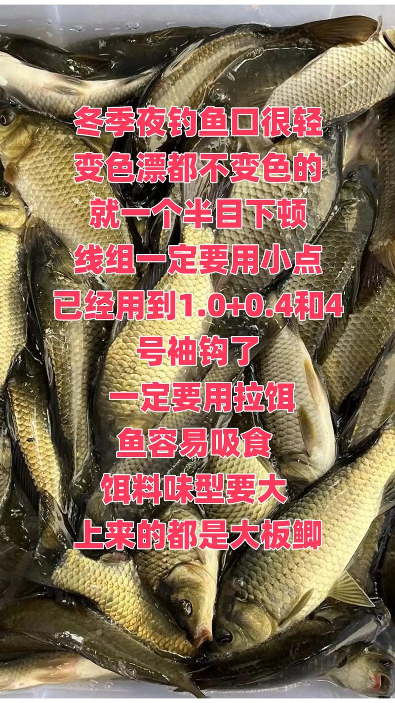 初冬夜野釣鯽魚餌料搭配_初冬夜釣鯽魚技巧_冬季夜釣鯽魚視頻