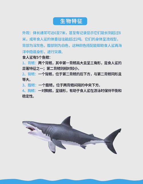 大白鯊品種_黑鰭鯊是什么鯊魚_虎鯊品種