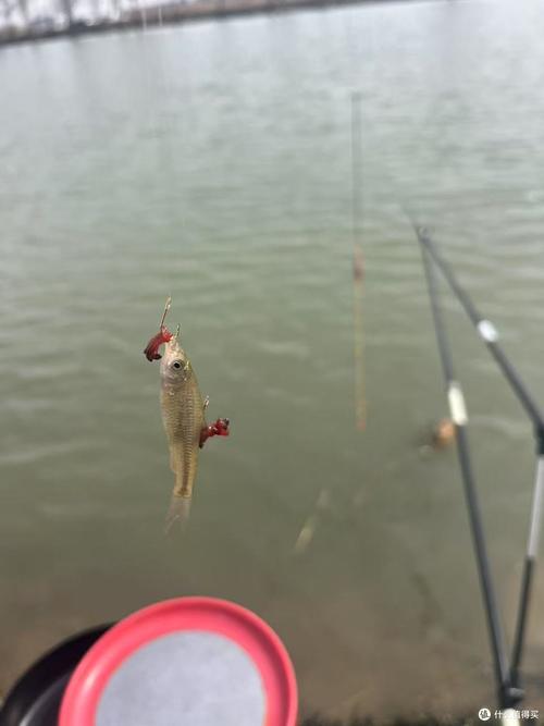 野釣鯽魚避開小魚技巧_野釣小雜魚鬧窩怎么辦_野釣雜魚鬧鉤怎么辦