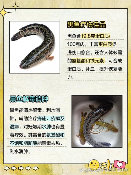 黑魚喜歡吃什么東西_黑魚營養價值_黑魚功效作用