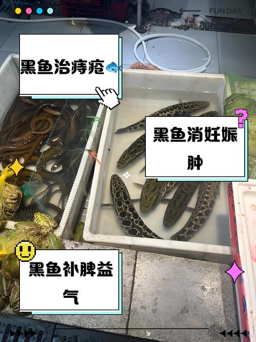 黑魚口感怎么樣_黑魚臟還是鯰魚臟_黑魚營養價值
