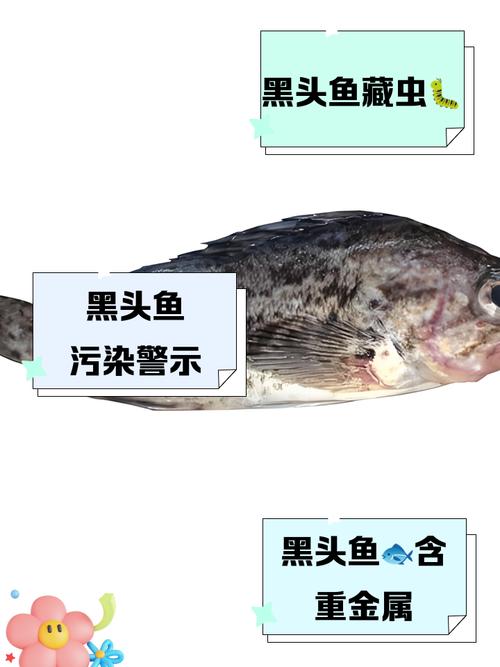 黑魚臟還是鯰魚臟_黑魚口感怎么樣_黑魚營養價值