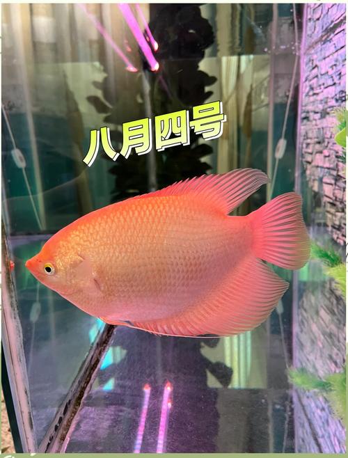 黑魚種類及圖片大全_黑魚價格走勢_黑魚市場行情分析