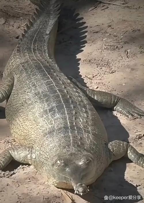 恒河鱷_印度鱷_恒河鱷是什么動物