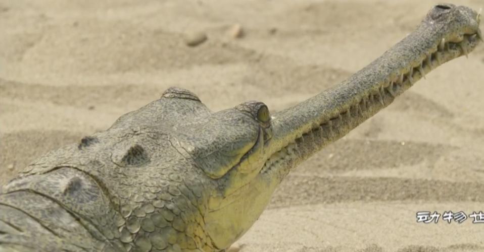 恒河鱷是什么動物_恒河鱷_印度鱷