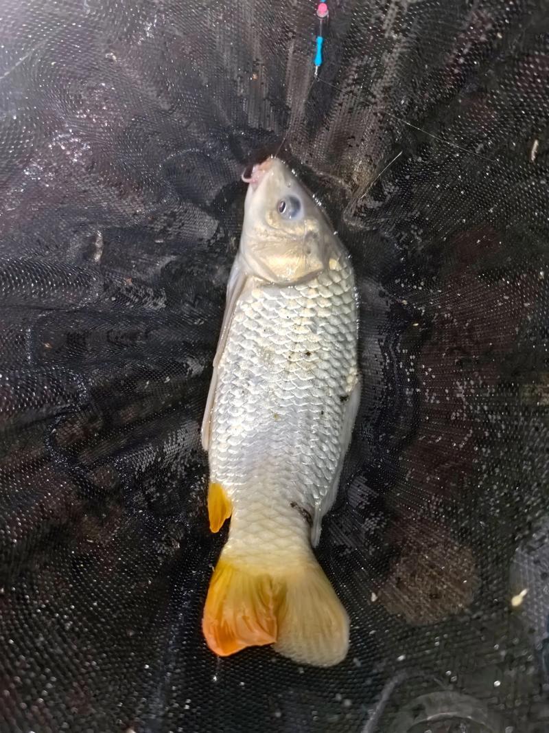 升鐘湖釣魚攻略_升鐘湖魚情分析_升鐘湖首戰傳統釣獲大鯽大鯉