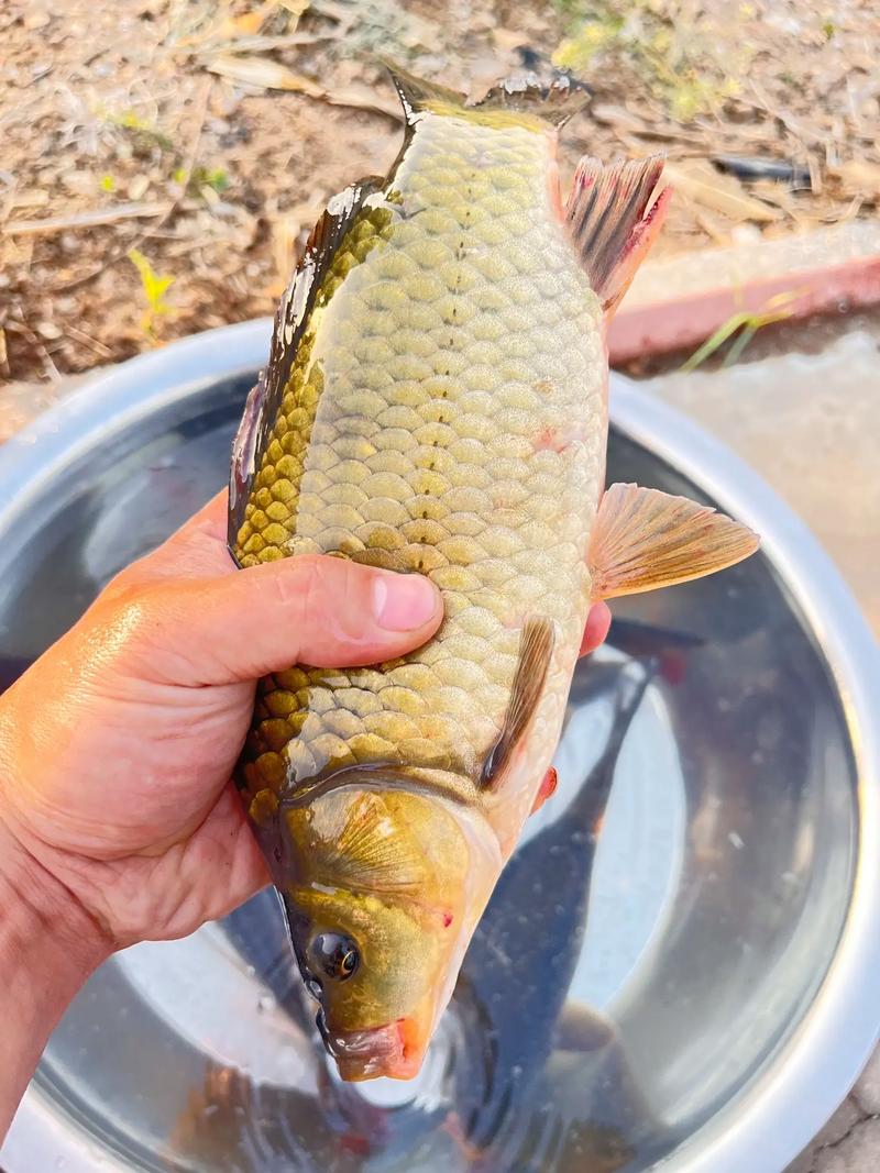 升鐘湖釣魚攻略_升鐘湖魚情分析_升鐘湖首戰傳統釣獲大鯽大鯉