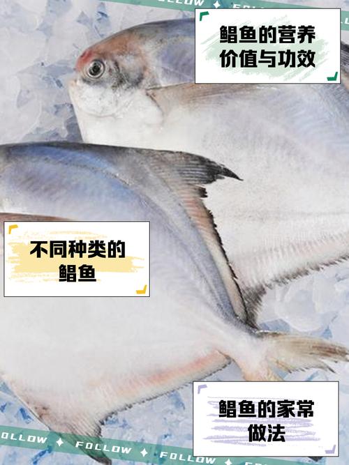 紅鯧魚多少錢一斤_紅鯧魚價格多少錢一斤_紅鯧魚批發零售價格