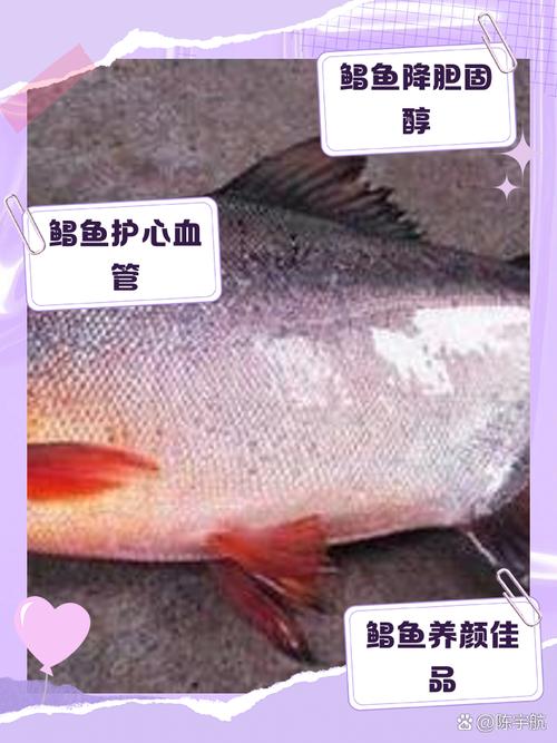 紅鯧魚批發零售價格_紅鯧魚多少錢一斤_紅鯧魚價格多少錢一斤