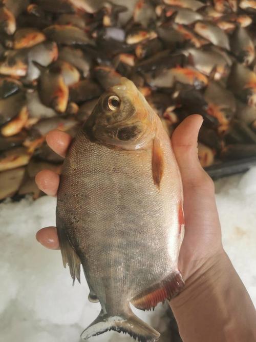 紅鯧魚市場價分析_紅鯧魚多少錢一斤_紅鯧魚價格查詢