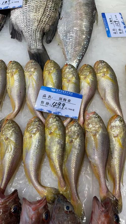 紅鯧魚價格多少錢一斤_鯧魚價格查詢_鯧魚營養價值分析