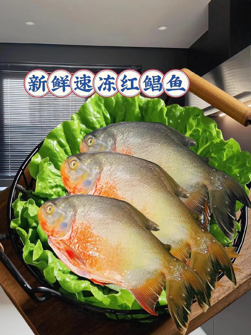 紅鯧魚刺多嗎_紅鯧魚營養價值_紅鯧魚是什么魚