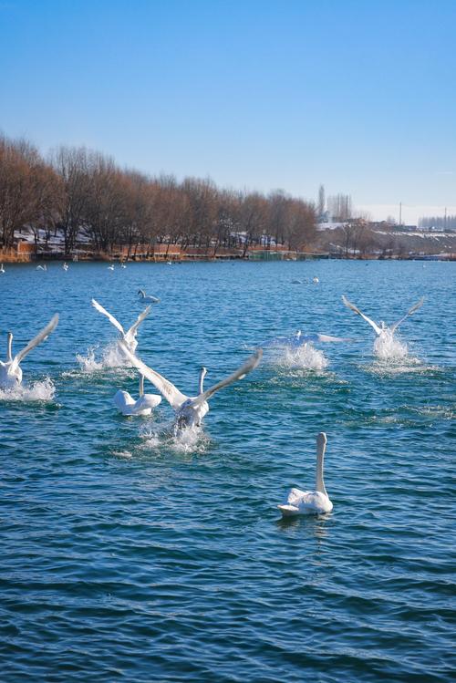 白洋淀冬日美景_白洋淀郭里口野釣圖片_白洋淀冰上活動