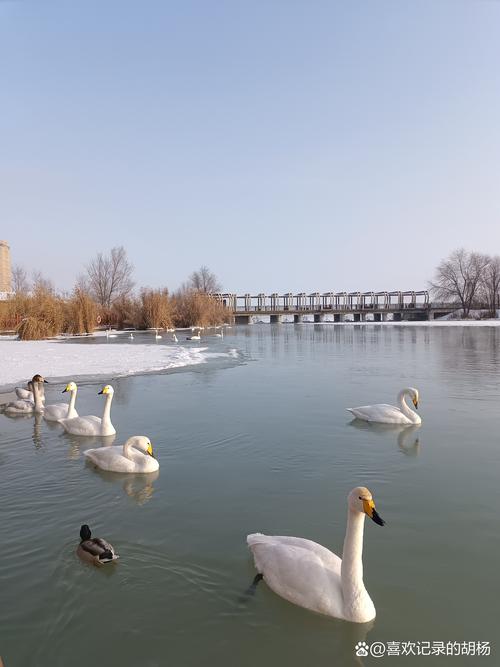 白洋淀冬日美景_白洋淀郭里口野釣圖片_白洋淀冰上活動