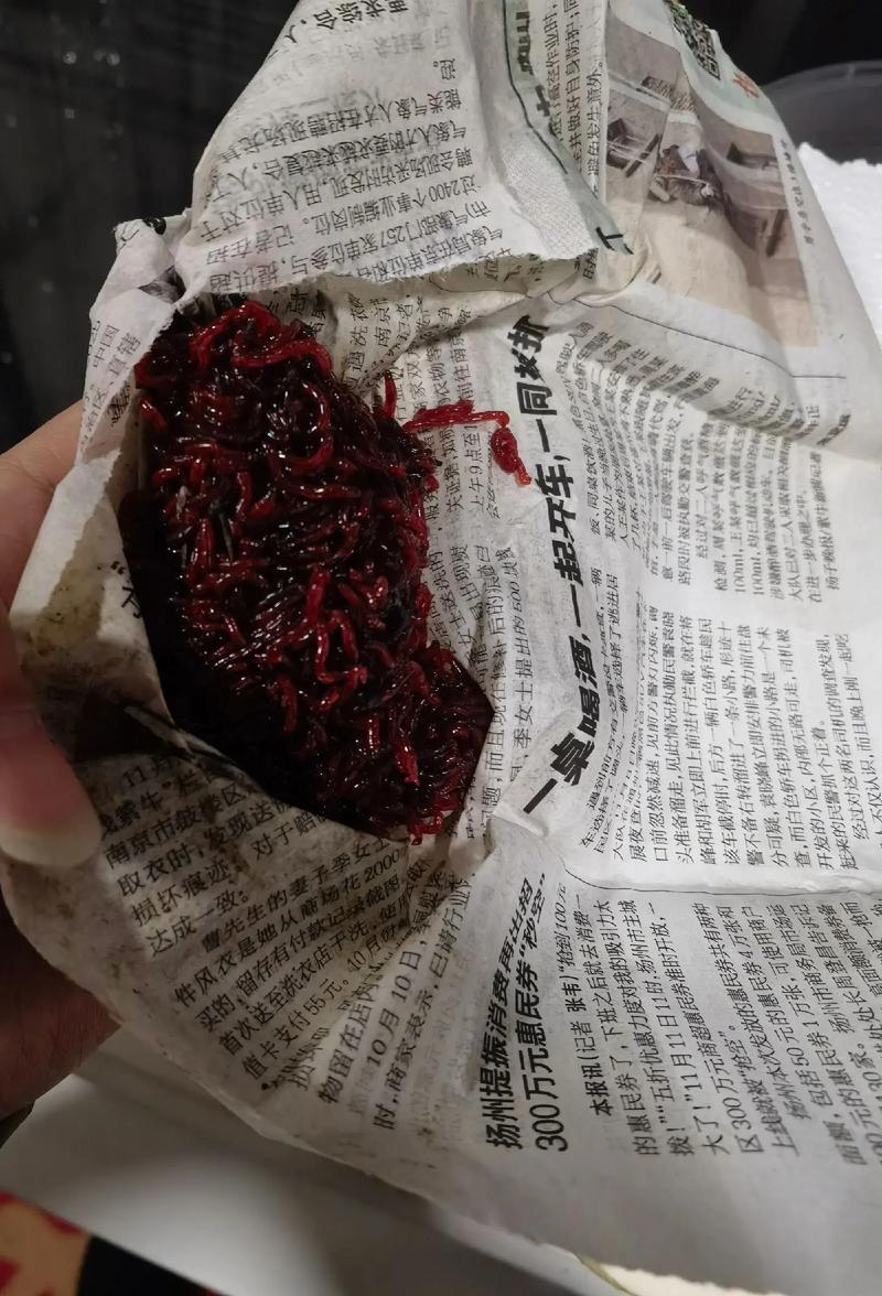 紅蟲怎么保存不會死_紅蟲與健康安全誤區_紅蟲釣魚餌料選擇