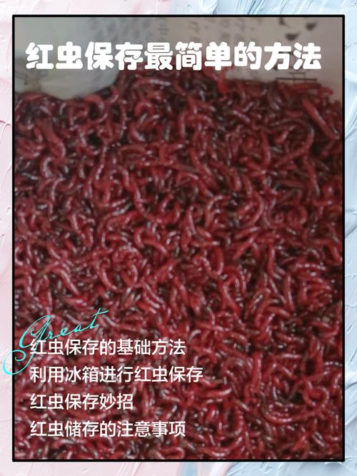 紅蟲與健康安全誤區_紅蟲釣魚餌料選擇_紅蟲怎么保存不會死