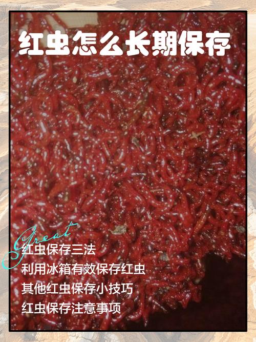 紅蟲保存方法_紅蟲怎么保存不會死_紅蟲價格飆漲