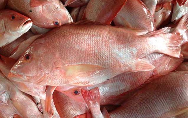 紅鯛魚是什么魚_紅綢魚與紅鯛魚的區別_真鯛的生物學分類