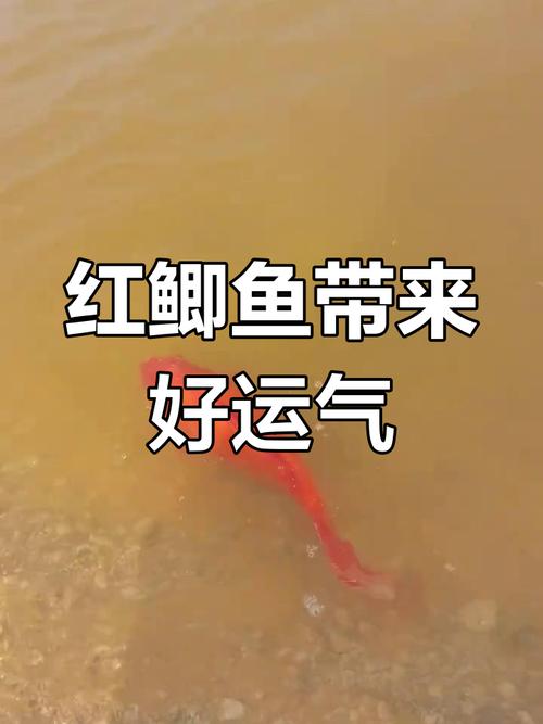 紅鯽魚怎么養才活久_紅鯽魚養殖方法_紅鯽魚是什么魚