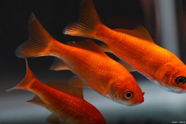 紅鯽魚養殖方法_紅鯽魚怎么養才活久_紅鯽魚是什么魚