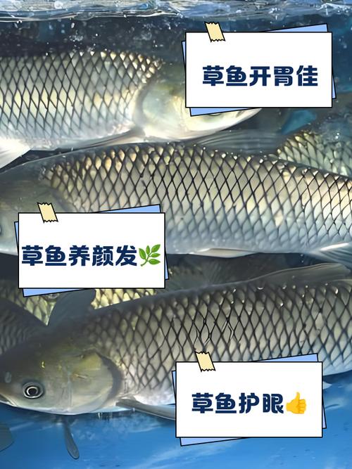 草魚飼料配方_魚食配方大全_花白鰱飼料配方