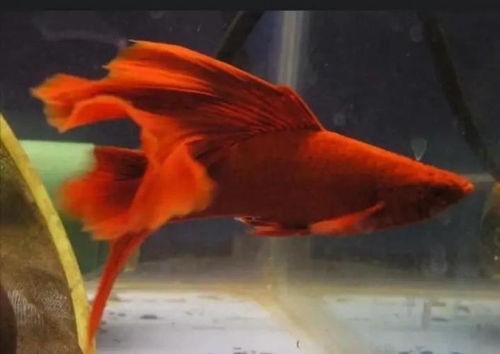 紅劍魚水質要求_紅劍魚飼養技巧_紅劍魚是什么魚