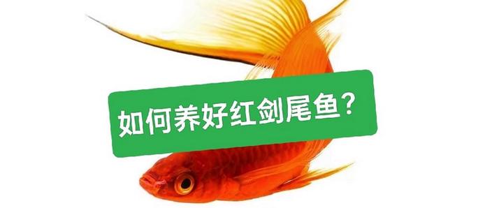 紅劍魚飼養技巧_紅劍魚水質要求_紅劍魚是什么魚