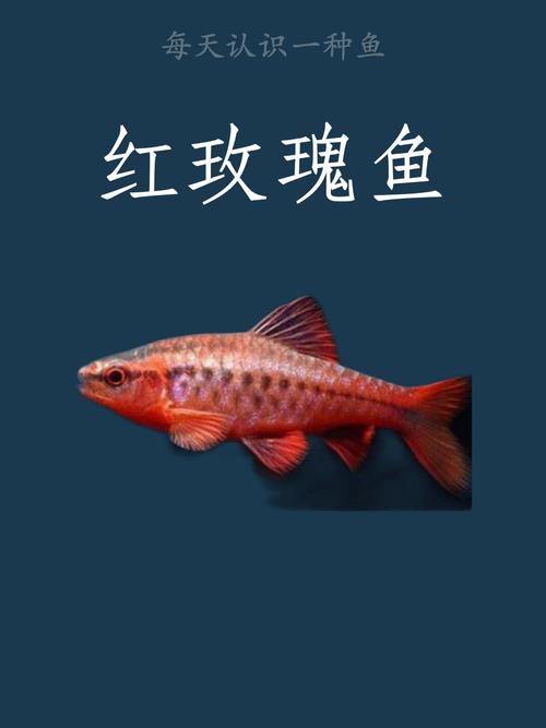 紅綠燈魚是什么魚_紅綠燈魚種類介紹_紅綠燈魚不同品種特點