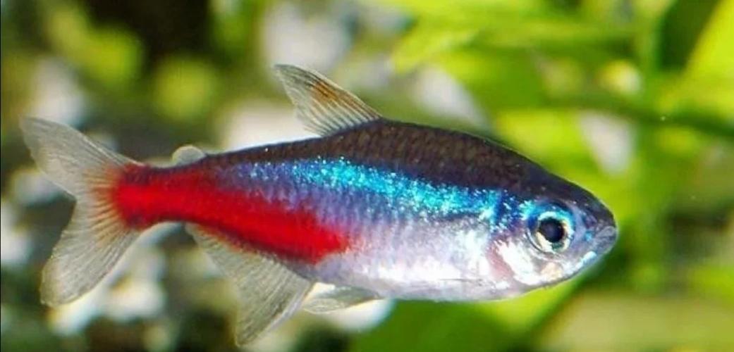 紅綠燈魚種類介紹_紅綠燈魚是什么魚_紅綠燈魚不同品種特點