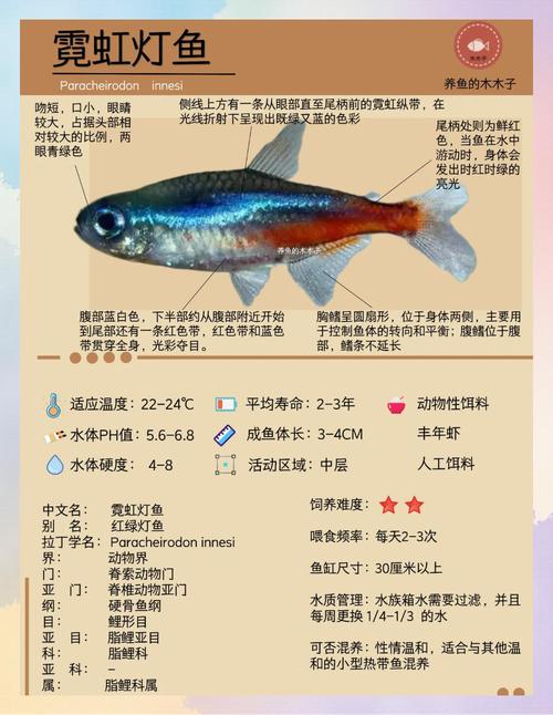 紅綠燈魚是什么魚_紅綠燈魚不同品種特點_紅綠燈魚種類介紹
