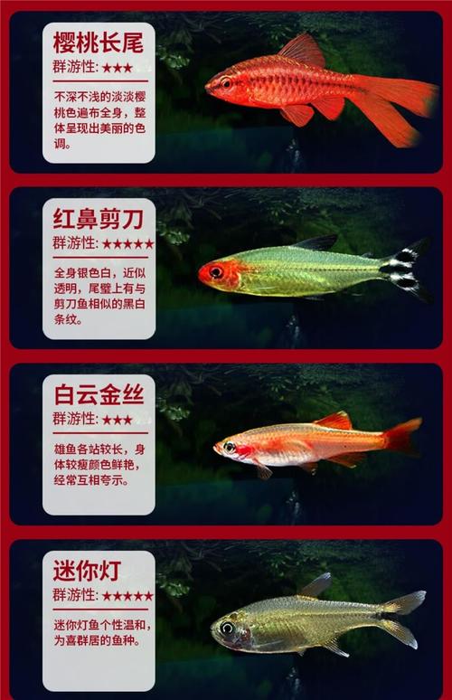 紅綠燈魚是什么魚_紅綠燈魚學名Hyphessobrycon innesi Myers_紅綠燈魚產地南美洲亞馬遜河上游
