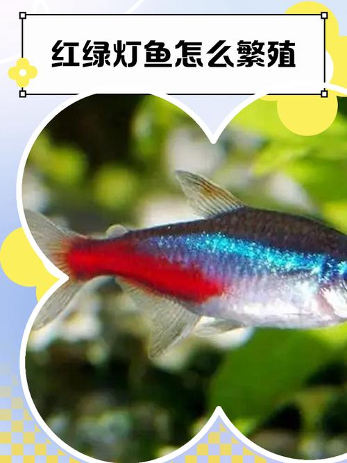 紅綠燈魚是什么魚_紅綠燈魚產地南美洲亞馬遜河上游_紅綠燈魚學名Hyphessobrycon innesi Myers