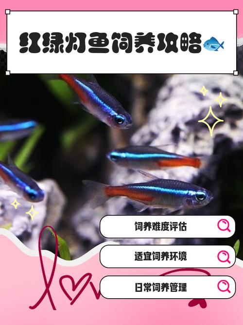 紅綠燈魚學名Hyphessobrycon innesi Myers_紅綠燈魚產地南美洲亞馬遜河上游_紅綠燈魚是什么魚