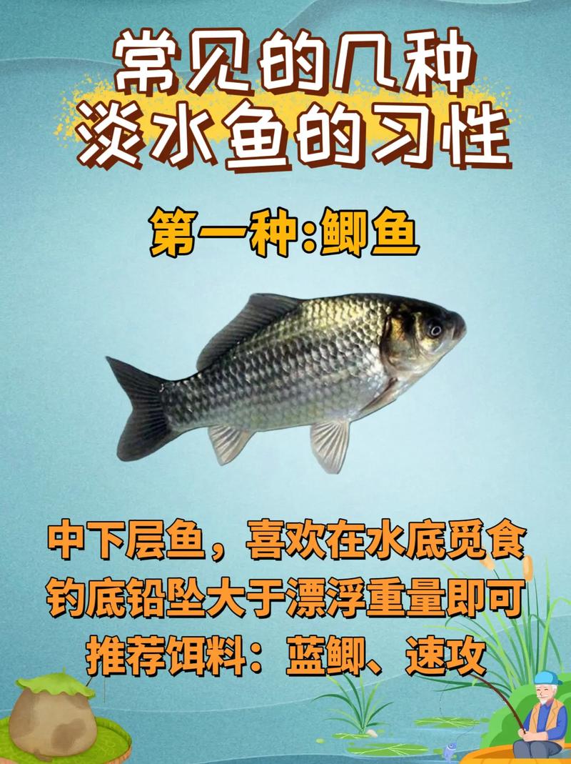 水溫對魚類的影響_釣魚常見魚類習性_魚的生活習性_淡水魚習性_魚的習性與垂釣技巧