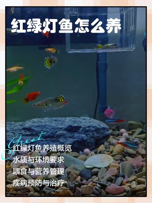 紅綠燈魚怎么養最好_30升缸養紅綠燈魚數量_養30缸紅綠燈魚數量