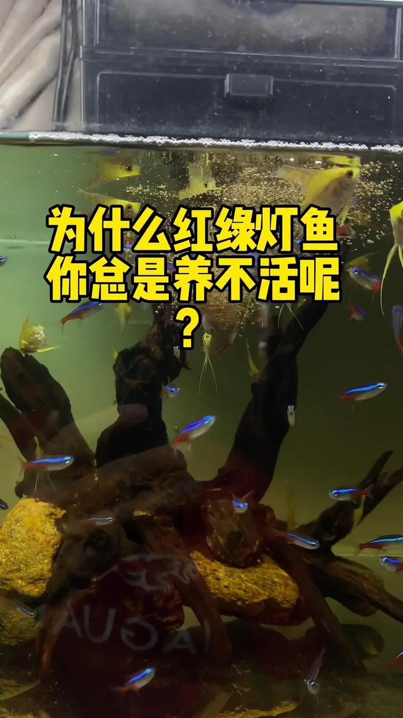 養30缸紅綠燈魚數量_紅綠燈魚怎么養最好_30升缸養紅綠燈魚數量