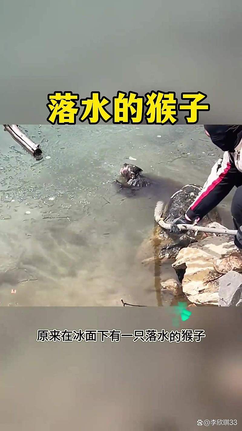 釣友喜提保護動物_山東夜釣水獺_釣魚遇見水猴子