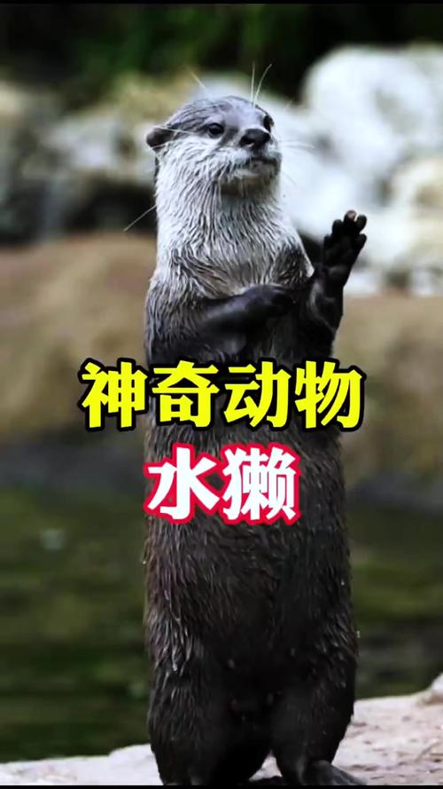 釣魚遇見水猴子_釣友喜提保護動物_山東夜釣水獺