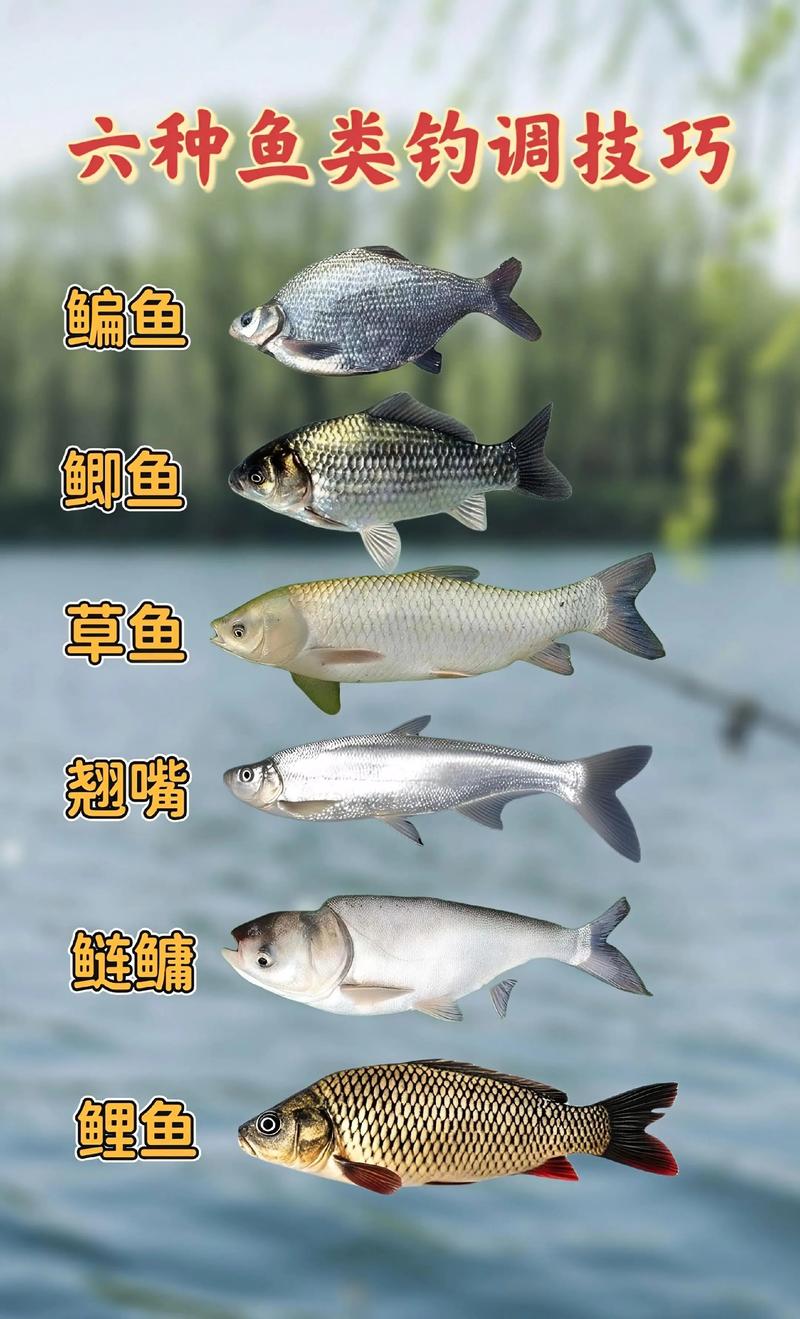釣鯽魚技巧_魚的生活習性_淡水魚習性_魚的習性與垂釣技巧_老釣翁鯽魚釣法