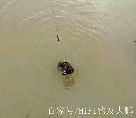 釣魚遇見水猴子_釣魚猴子遇見水會怎么樣_釣魚猴子遇見水怎么辦